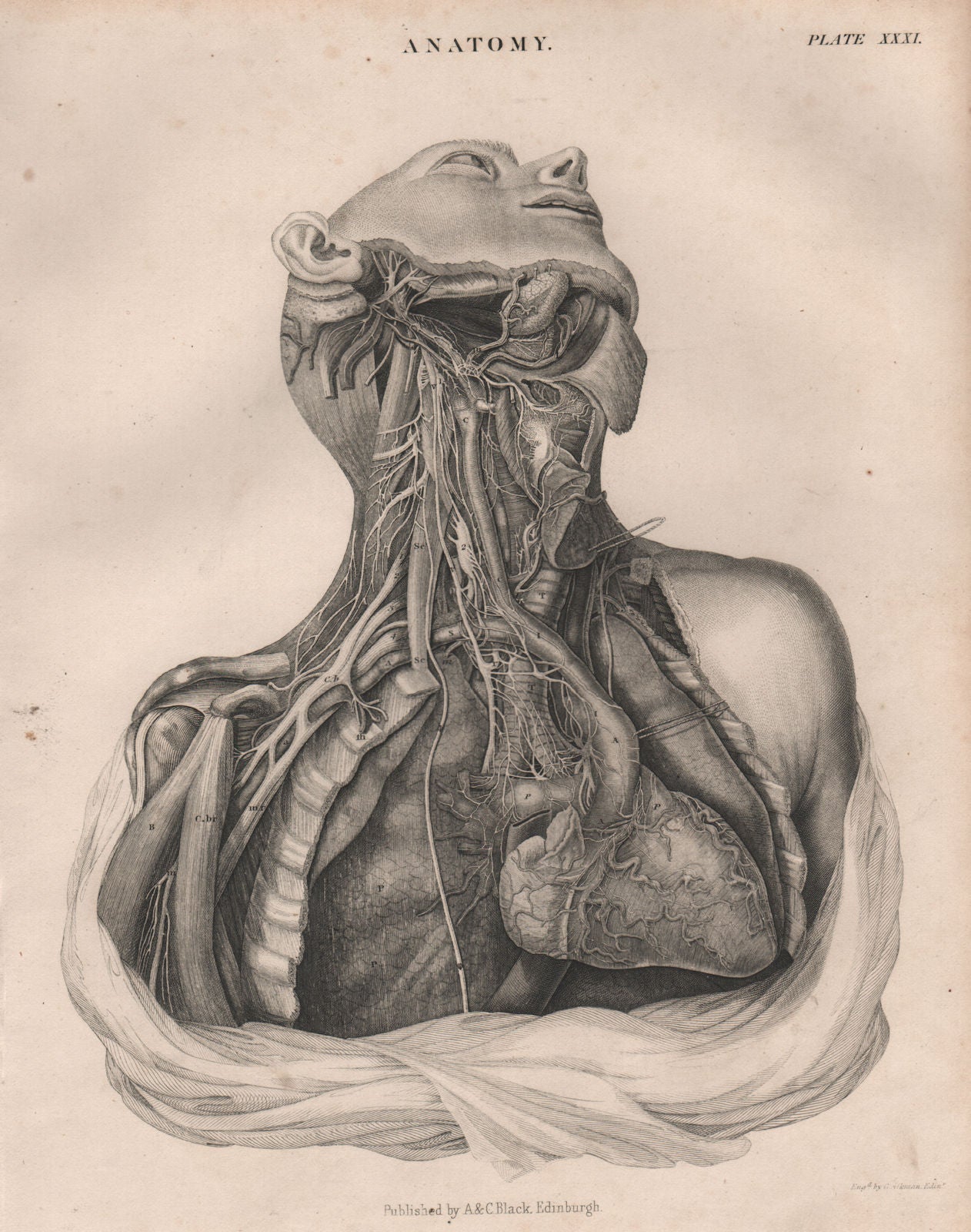 Human Anatomy. Heart lungs chest neck arteries veins. BRITANNICA 1860 print